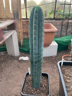 'trichocereus pachanoi San Pedro Cactus San Pedro Cactus Megalodon Dba' Clone 3 - Collector Grade Specimen