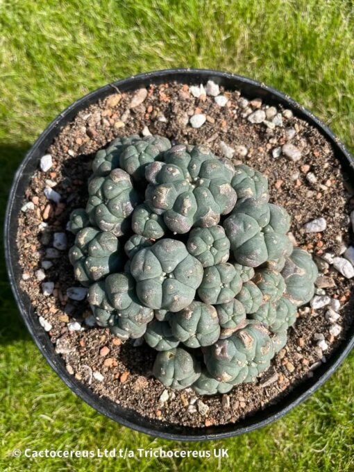 Lophophora Williamsii Var Caespitosa - 11Cm - The Universe