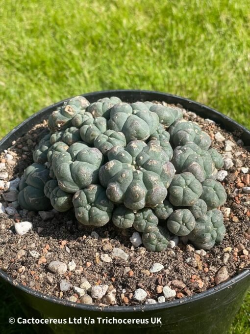 Lophophora Williamsii Var Caespitosa - 11Cm - The Universe - Image 5