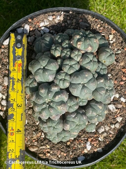 Lophophora Williamsii Var Caespitosa - 11Cm - The Universe - Image 2
