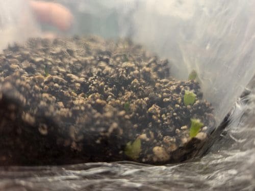 Trichocereus Peruvianus &Quot;Matucana&Quot; Seeds Photo Review