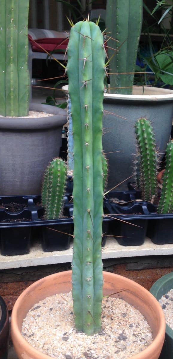 'trichocereus bridgesii Bolivian Torch Cactus Bolivian Torch Cactus' Clone 33cm - Collector Grade Specimen